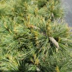 Borovica hladká (Pinus Strobus) ´NANA´ výška 50-60 cm, kont. C45L